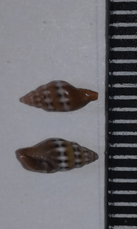 Costellariidae : Pusia tricolor ?